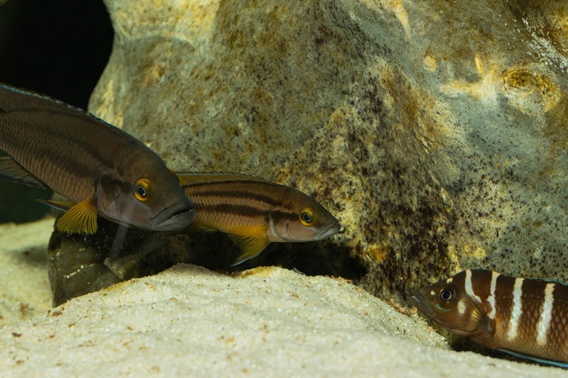 Neolamprologus bifasciatus 'Muzi'